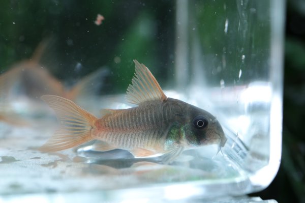 画像2: Wild Co.コンコロール (2)