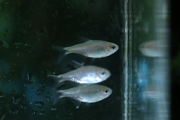 画像3: Wild ハイフェソブリコン　ネゴダグア (3)