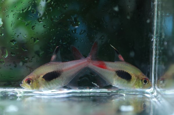 画像2: Wild ハイフェソブリコン エピカリス (2)