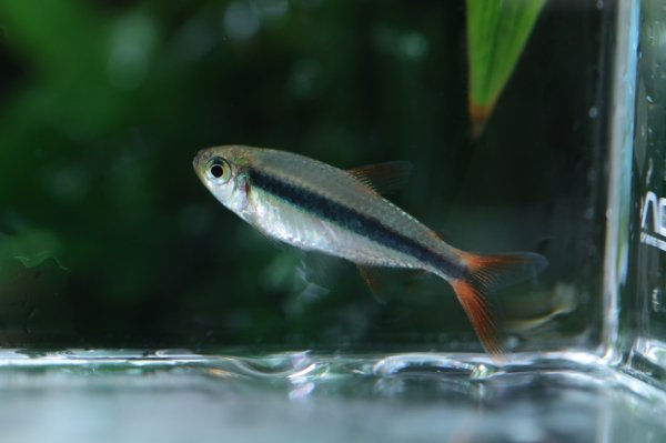 画像2: レッドフィンペンギンテトラ (2)