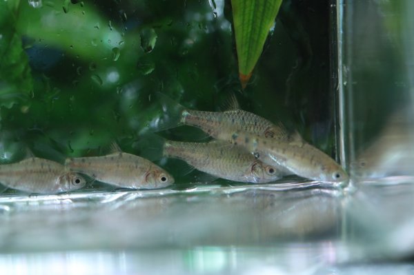 画像2: Wild グリーンバルブ (2)