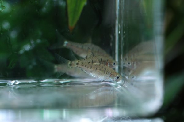 画像3: Wild グリーンバルブ (3)