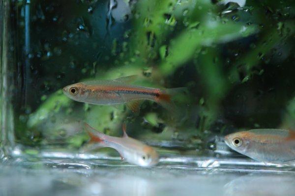 画像4: レッドチェリーラスボラ (4)