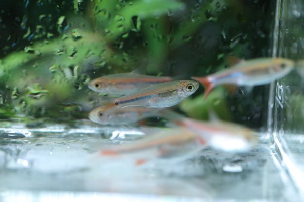 画像2: レッドチェリーラスボラ (2)