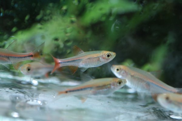 画像3: レッドチェリーラスボラ (3)