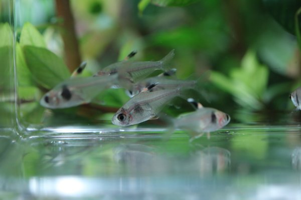 画像3: コーヒービーンテトラ (3)