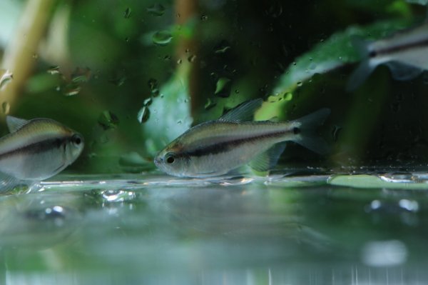 画像2: Wild ラピステトラ (2)