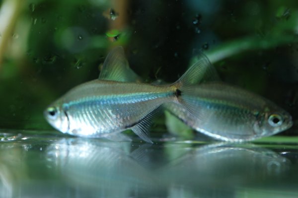 画像3: Wild ヘミグラムス・エレガンス (3)