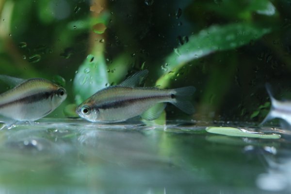 画像3: Wild ラピステトラ (3)