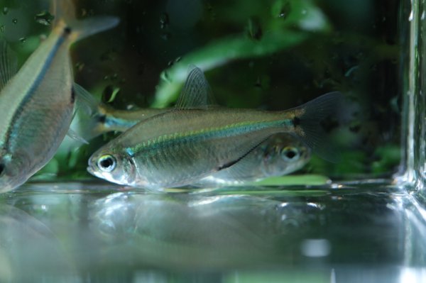 画像2: Wild ヘミグラムス・エレガンス (2)