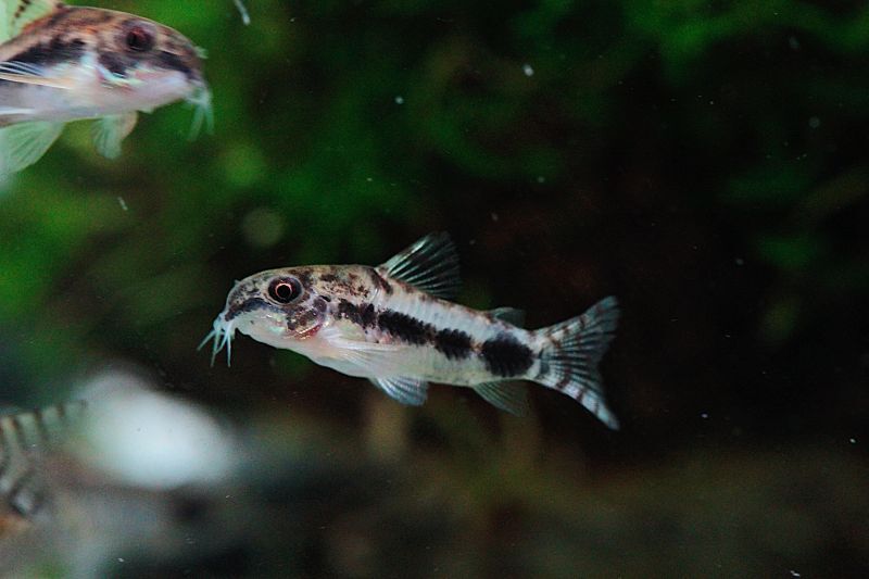 Wild Co ハブロースス ３０匹 Aqua Revelation J B 旧白猫