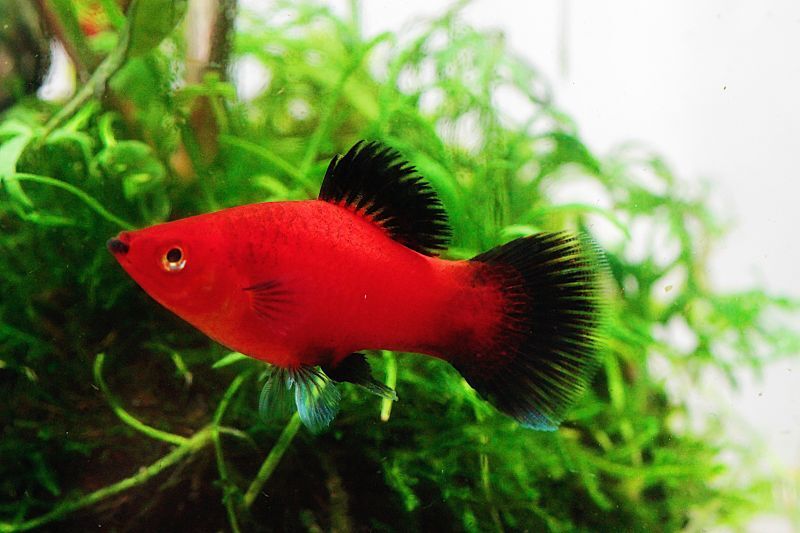 超熱 (熱帯魚・コイ) グリーン・スマトラ 2cm± 10匹