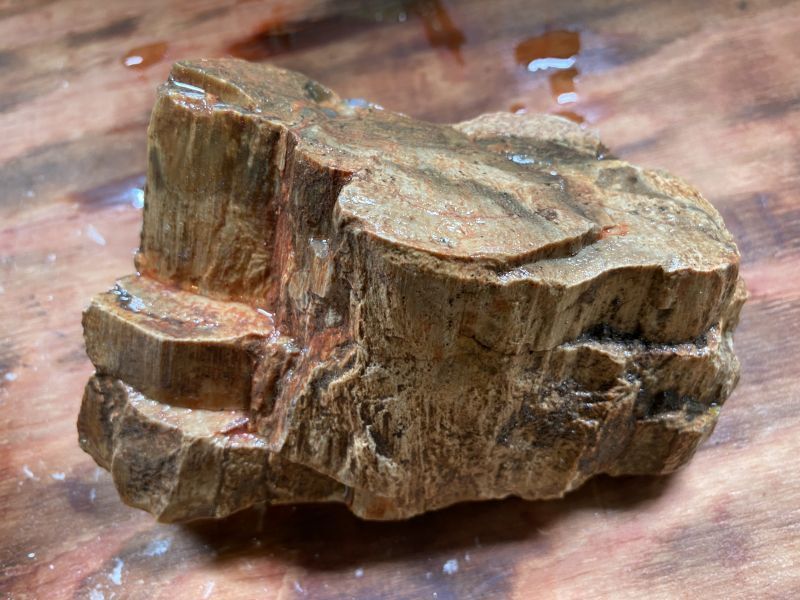 p4★特選一品★希少☆木の化石【17.5mmペトリファイドウッド珪化木】❤️